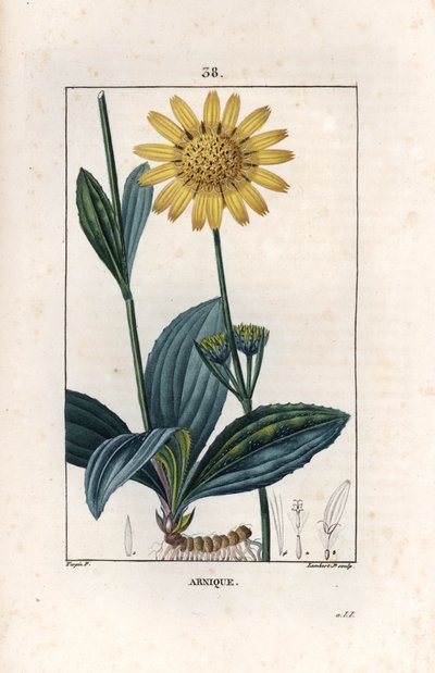 Mountain Arnica, Arnica Montana by Unbekannter Künstler