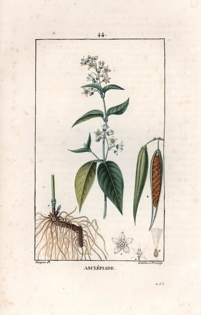 Swallow-wort, Vincetoxicum Hirundinaria by Unbekannter Künstler