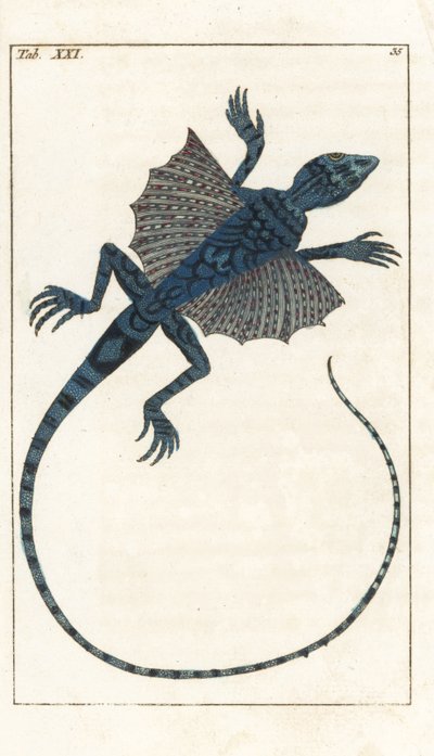 Asian Flying Lizard by Unbekannter Künstler