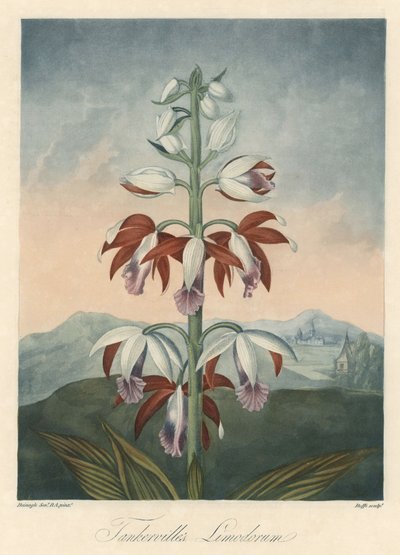 Asian Orchid Variety, extracted from The Temple of Flora, by Dr. Robert Thornton by Unbekannter Künstler
