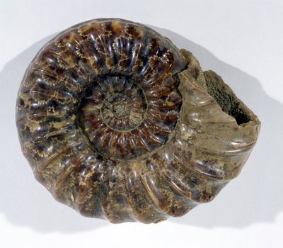 Asteroceras Obtusum (Ammonite) Found in Lyme Regis, Dorset, Lower Jurassic Period by Unbekannt