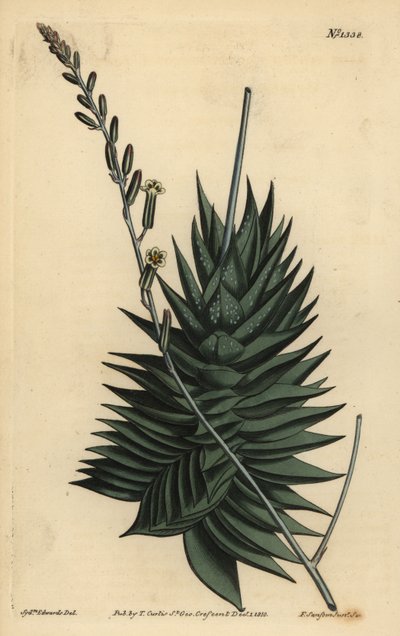 Astroloba spiralis (Pentagonal aloe) by Unbekannt
