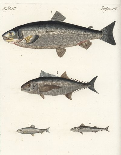 Atlantic salmon, tuna, Atlantic herring, and Atlantic mackerel. Handcoloured copperplate engraving from Friedrich Johann Bertuch