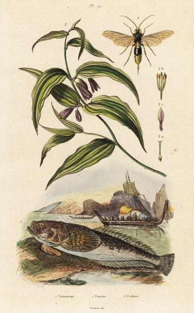 Atlantic Stargazer, Wood Wasp and Chinese Fairy Bells by Unbekannter Künstler