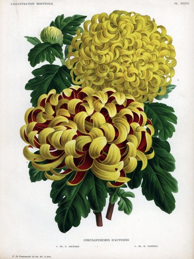 Autumn chrysanthemum hybrids: M. C. Orchard has large yellow flower and crimson and M. H.Cannell has large yellow flower by Unbekannter Künstler