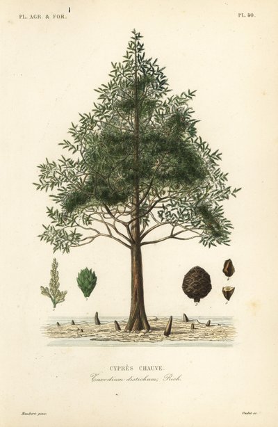 Bald cypress or swamp cypress tree by Unbekannt