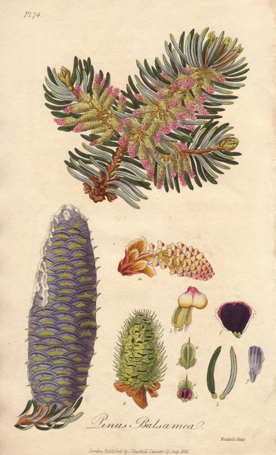 Balsam Fir (Abies balsamea) - Strong Water by William Clarke to illustrate Medical Botanical, Description of the Medicinal Plants of London, Edinburgh and Dublin by John Stephenson and James Morss Churchill by Unbekannter Künstler
