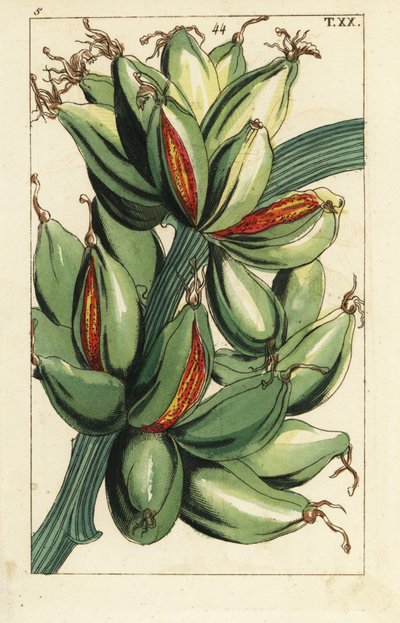 Banana Fruit Growing Upright on the Branch, Musa Sapientum by Unbekannter Künstler
