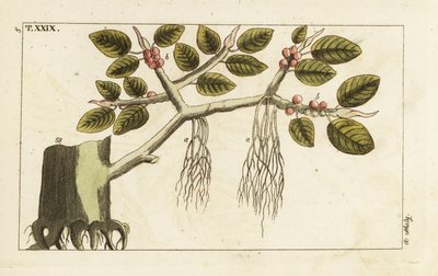 Banyan fig tree with aerial roots, Ficus benghalensis by Unbekannter Künstler