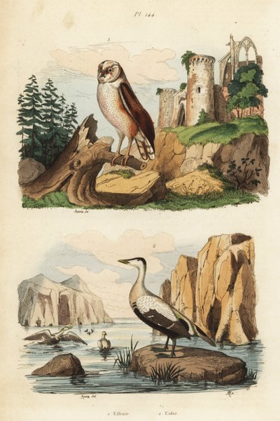 Barn owl, Tyto alba, and eider duck, Somateria mollissima by Unbekannt