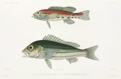 Barred Serrano Seabass and Blue and Gold Snapper by Unbekannter Künstler