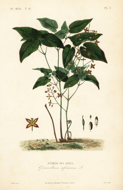 Barrenwort or bishop