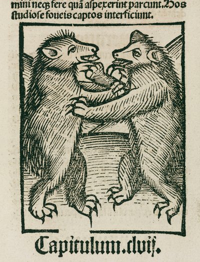 Bears Fighting by Unbekannt
