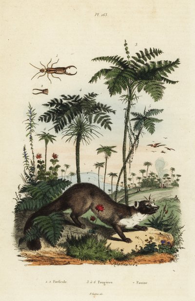Beech marten, earwig, and varieties of fern by Unbekannt