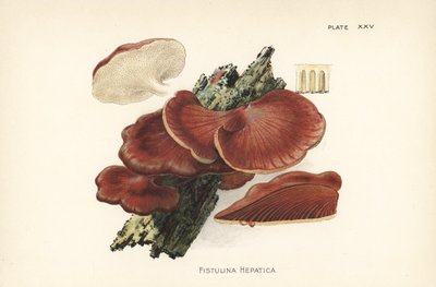 Beefsteak fungus, Fistulina hepatica by Unbekannter Künstler