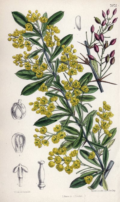 Berberis lycium, barberry shrub with yellow flowers from the western Himalayas. Drawing by Matilda Smith, Lithography by E. Bates in Curtis Botanical Magazine by Unbekannter Künstler