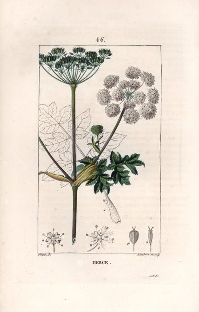 Berce ou charavie - Engraving by Lambert fils, after a drawing by Pierre Jean Francois Turpin (1775-1840), from La flore medicale, de Chaumeton, Poiret et Chamberet, Paris 1830 - Common hogweed or cow parsnip, Heracleum sphondylium by Unbekannter Künstler