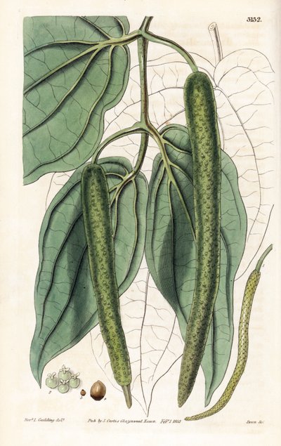 Betel - Betel Pepper by Unbekannter Künstler