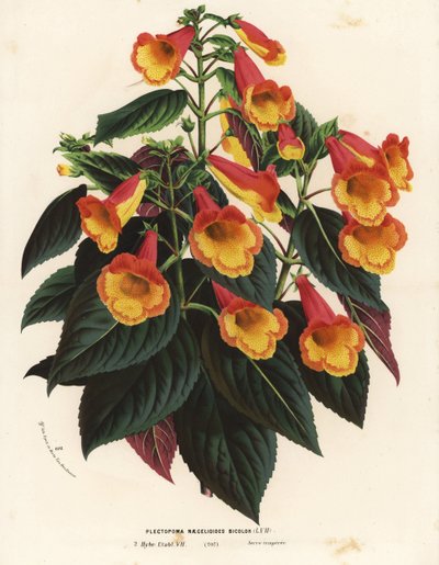 Bicolor Achimenantha x naegelioides cultivar by Unbekannter Künstler