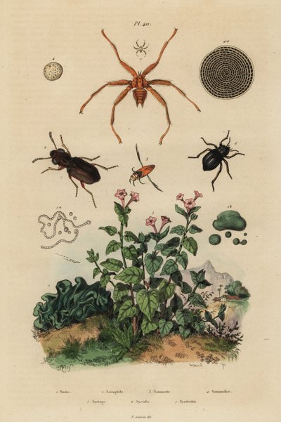 Big-eyed beetle, Notiophilus biguttatus, backswimmer, Nononecta species, nummulite fossil, darkling beetle, Nyctelia species, bat fly, Nycteribia species by Unbekannt