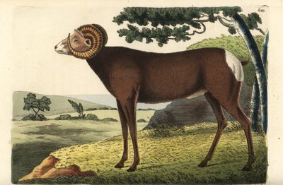 Bighorn Sheep or Canadian Sheep by Unbekannter Künstler