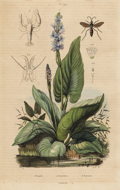 Black-Banded Spider Wasp, Anoplius Viaticus 1, Pickerelweed, Pontederia Cordata 2, and Watchman Prawn, Anchistus Custos 3 by Unbekannt