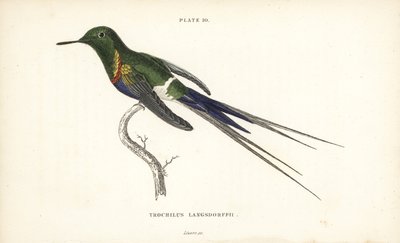 Black-bellied Thorntail, Discosura langsdorffi (Naturalist