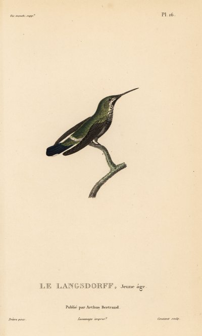 Black-bellied thorntail, immature by Unbekannter Künstler