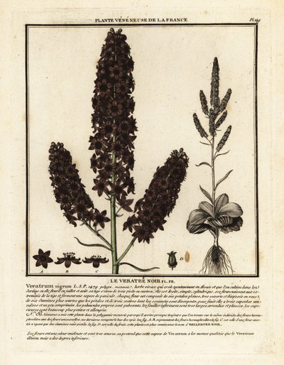 Black False Hellebore, Veratrum nigrum by Unbekannter Künstler
