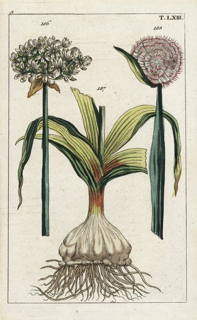 Black Garlic and Onion by Unbekannter Künstler