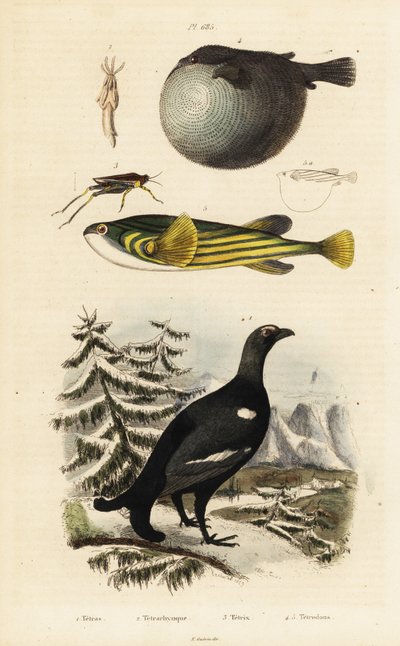 Black grouse, pufferfish and groundhopper by Unbekannter Künstler