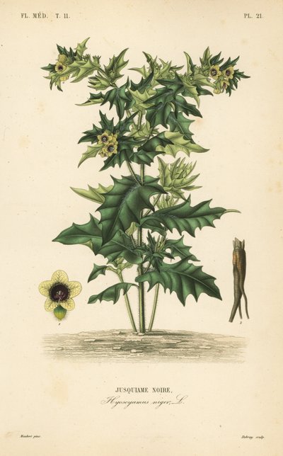 Black henbane, Hyoscyamus niger by Unbekannt