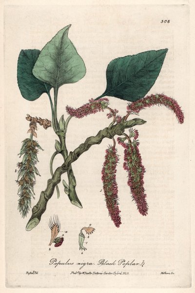 Black or frank poplar, liard or piboule (Populus nigra) by Unbekannter Künstler
