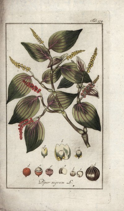 Black Pepper Dish, Piper nigrum by Unbekannter Künstler