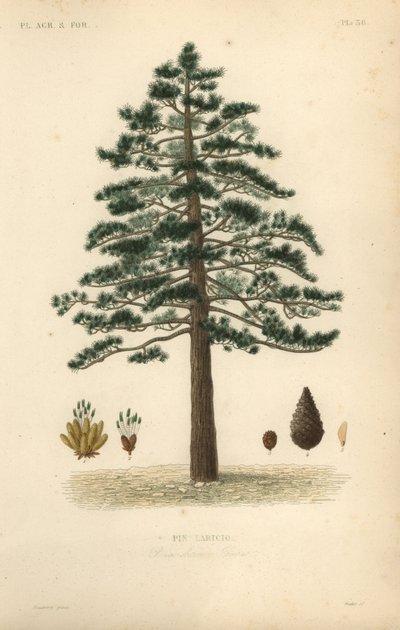 Black pine or Austrian pine, Pinus nigra by Unbekannt