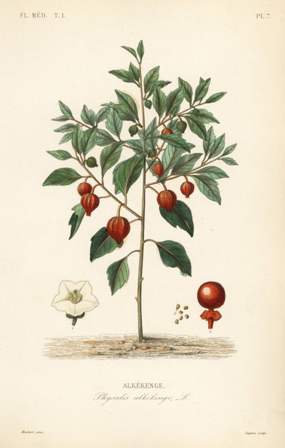 Bladder cherry or Chinese lantern by Unbekannt
