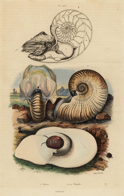 Bladder moon snail, crusty nautilus, and chambered nautilus by Unbekannt