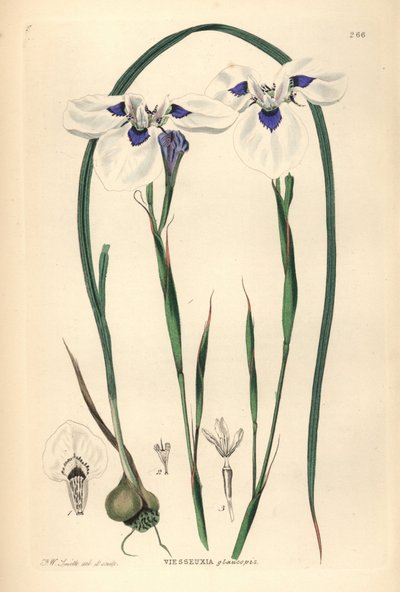 Blue-eyed Uintjie or Blouooguintjie by Unbekannter Künstler