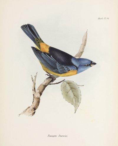 Blue and yellow tanager, South America, c 1832-1836 by Unbekannter Künstler