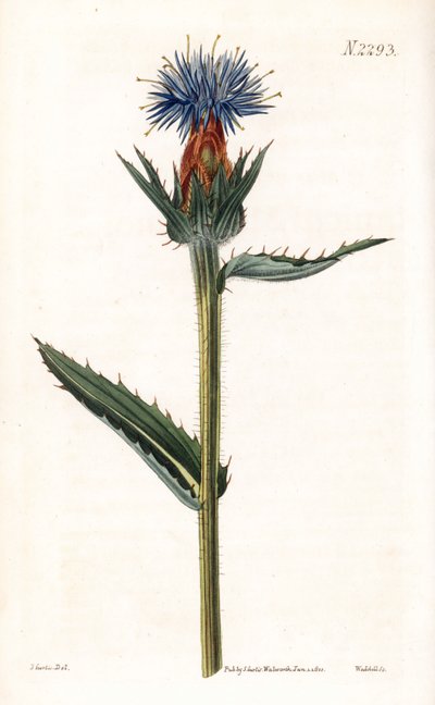 Blue Cardoncelle - Blue Thistle or Blue-Flowered Carthamus by Unbekannter Künstler