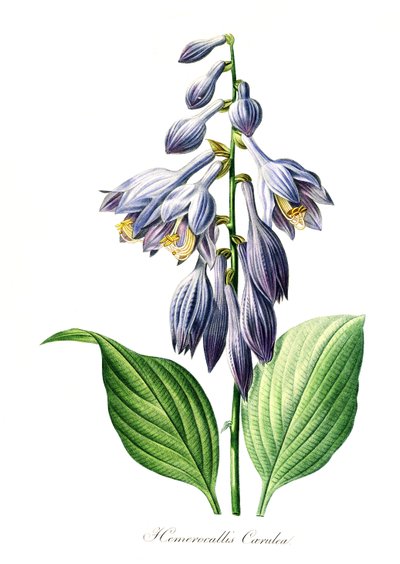 Blue Daylily (Hemerocallis) Caerulea, Digital Reproduction of an Original from the 18th Century by Unbekannter Künstler