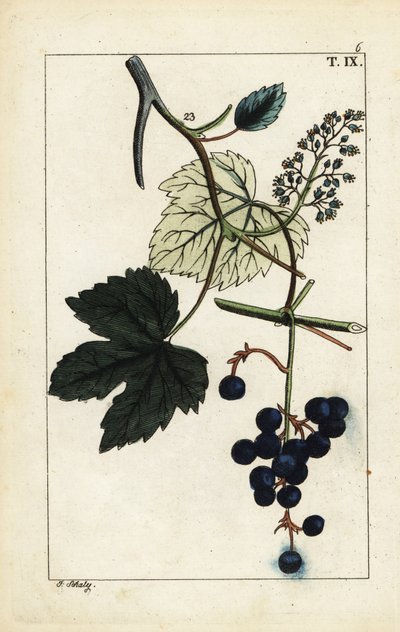 Blue grapes on vine, Vinis vitifera by Unbekannter Künstler