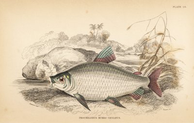 Bocachico or koulimata, Prochilodus rubrotaeniatus (Pale red-streaked salmon carp, Prochilodus rubro-taeniatus). Handcoloured steel engraving from Robert Schomburg