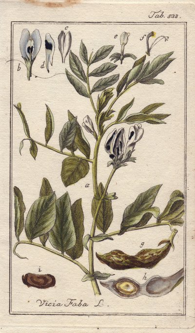 Bean Plant with Flowers, Leaves and Beans in Pods, Vicia faba by Unbekannter Künstler