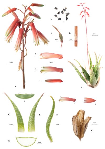 Aloe by Unbekannt