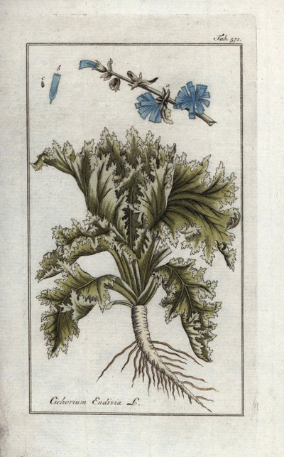 Endive, Cichorium endivia by Unbekannter Künstler