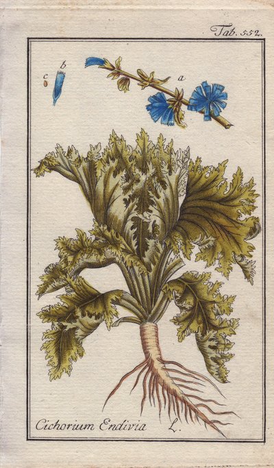 Endive Plant with Root, Leaves and Flowers, Cichorium endivia by Unbekannter Künstler