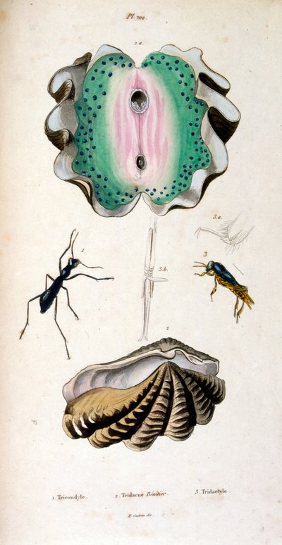Botanical and Zoological Illustration by F. E. Guérin by Unbekannter Künstler