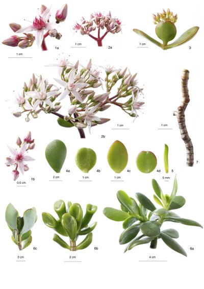 Botanical board / Crassula Ovata by Unbekannt
