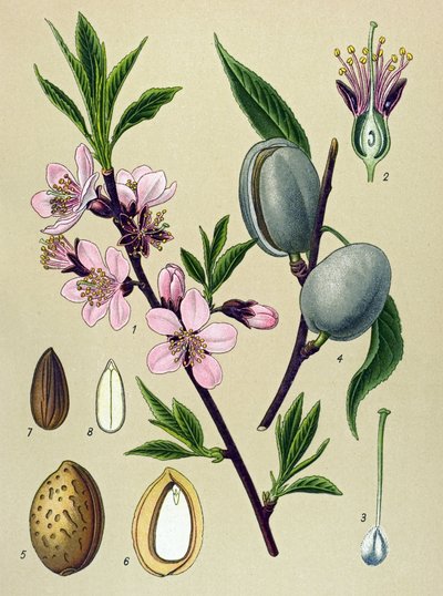 Botanical Board: Common Almond (Amygdalus communis) by Unbekannter Künstler
